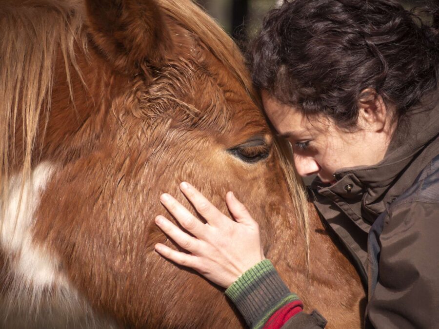 creez une vrai relation avec votre cheval
